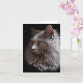 Mooie Russische Blauwe Grijze Kat Nebelung Blanko Kaart