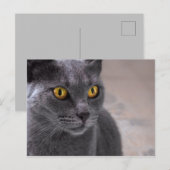 Mooie russische blauwe kat met gouden ogen briefkaart (Voorkant / Achterkant)