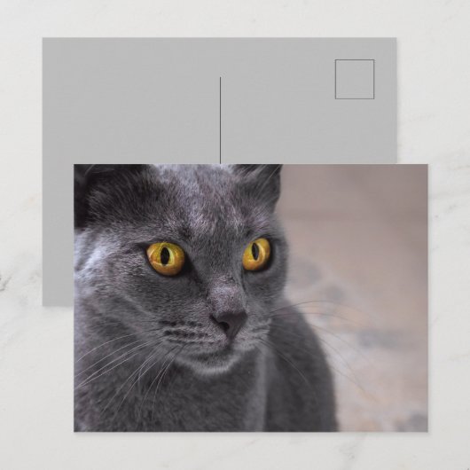 Mooie russische blauwe kat met gouden ogen briefkaart (Voorkant / Achterkant)