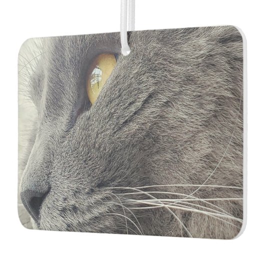 Mooie Russische Blauwe Kat Sluiten Profiel Nebelun Luchtverfrisser (Links)