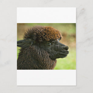 Mooie Savannah The Suri Alpaca Briefkaart
