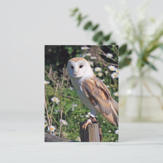 Mooie scharnenuil briefkaart (Staand voorkant)