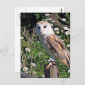 Mooie scharnenuil briefkaart (Voorkant / Achterkant)