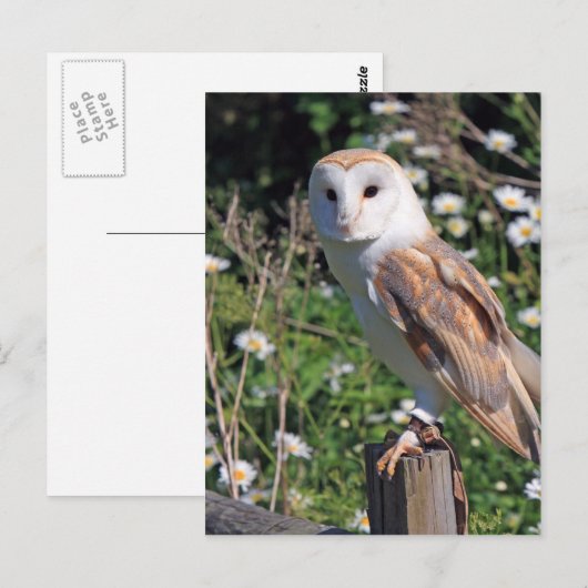 Mooie scharnenuil briefkaart (Voorkant / Achterkant)