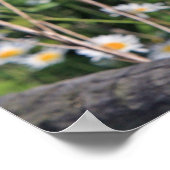 Mooie scharnenuil poster (Hoek)