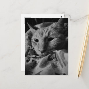 Mooie Schattige Oranje Tabby Kat Zwart en Wit Briefkaart