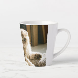 Mooie Schotse Fold Kat Mok - Knus Kat Liefhebber K