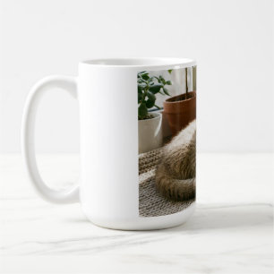 Mooie Schotse Fold Kat Mok - Knus Kat Liefhebber K