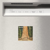 Mooie Sequoia magneet! Magneet (Insitu (Vaatwasser))