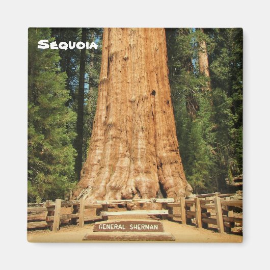 Mooie Sequoia magneet! Magneet (Voorkant)