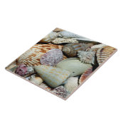 Mooie serie van Shells Tegeltje (Zijkant)