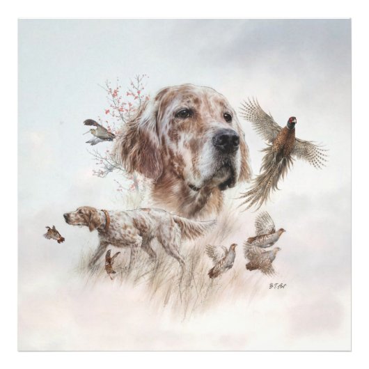 Mooie Setter , Kunst Foto Afdruk (Voorkant)