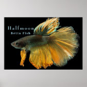 Mooie Siamese gevechtsvis Betta Halfmoon Poster (Voorkant)