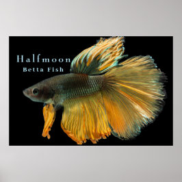 Mooie Siamese gevechtsvis Betta Halfmoon Poster