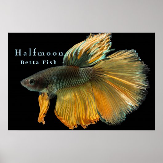 Mooie Siamese gevechtsvis Betta Halfmoon Poster (Voorkant)