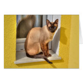 Mooie Siamese kat (Voorkant Horizontaal)