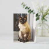Mooie Siamese kat Briefkaart (Staand voorkant)