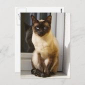 Mooie Siamese kat Briefkaart (Voorkant / Achterkant)