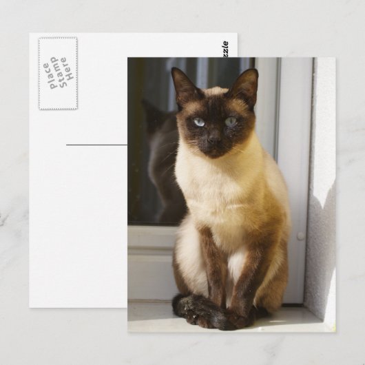 Mooie Siamese kat Briefkaart (Voorkant / Achterkant)