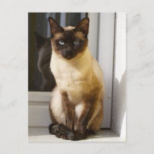 Mooie Siamese kat Briefkaart