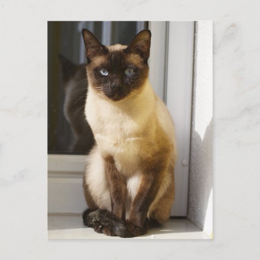 Mooie Siamese kat Briefkaart (Voorkant)