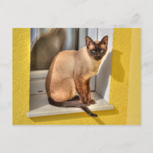 Mooie Siamese kat Briefkaart