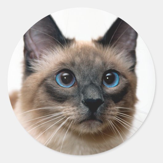 Mooie Siamese kat foto Classic Round Sticker (Voorkant)