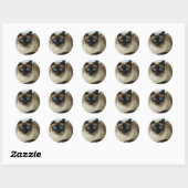 Mooie Siamese kat foto Classic Round Sticker (Vel)