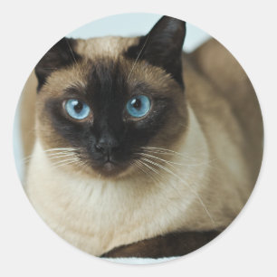 Mooie Siamese kat foto Classic Round Sticker