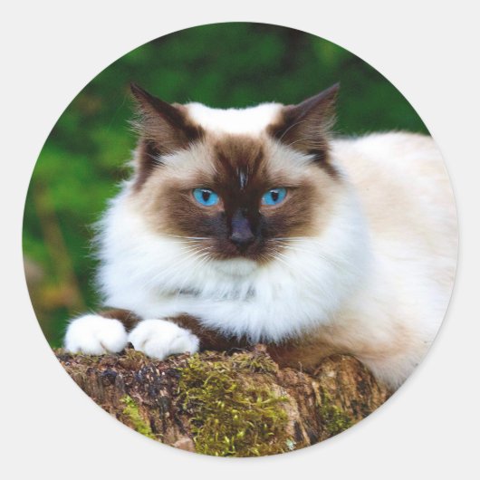 Mooie Siamese kat foto Classic Round Sticker (Voorkant)