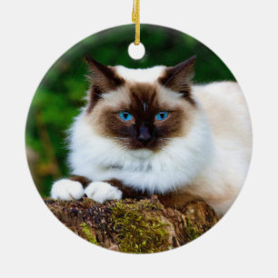 Mooie Siamese kat-fotokeramische versiering Keramisch Ornament