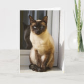 Mooie Siamese kat Kaart (Voorkant)
