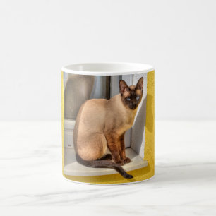 Mooie Siamese kat Koffiemok
