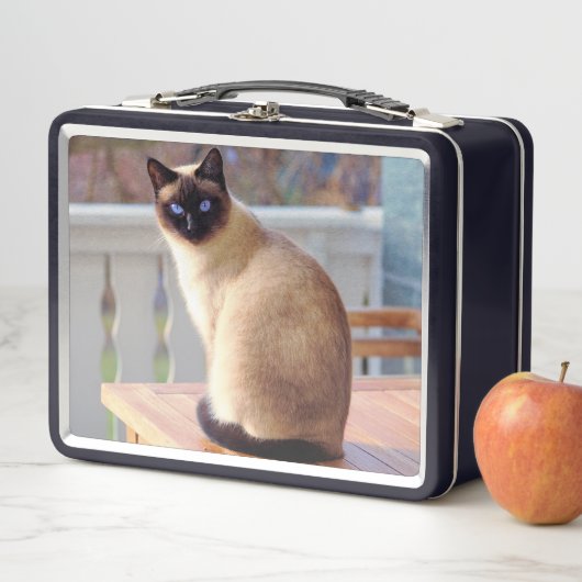 Mooie Siamese kat met blauwe ogen (In situ)