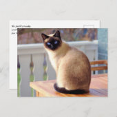 Mooie Siamese kat met blauwe ogen Briefkaart (Voorkant / Achterkant)