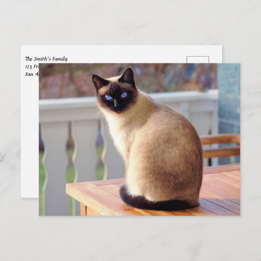 Mooie Siamese kat met blauwe ogen Briefkaart (Voorkant / Achterkant)