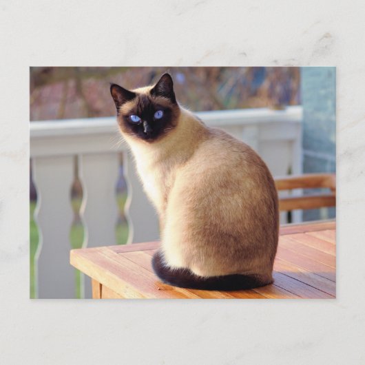 Mooie Siamese kat met blauwe ogen Briefkaart (Voorkant)
