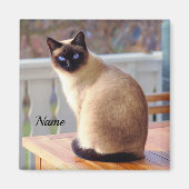 Mooie Siamese kat met blauwe ogen Magneet (Voorkant)
