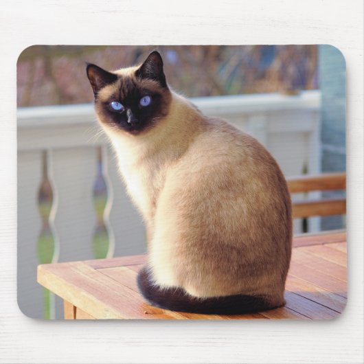 Mooie Siamese kat met blauwe ogen Muismat (Voorkant)