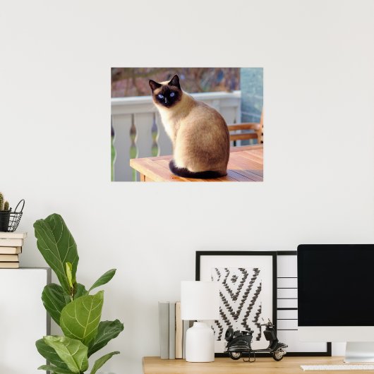 Mooie Siamese kat met blauwe ogen Poster (Thuiskantoor)