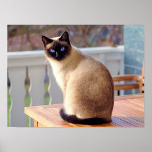 Mooie Siamese kat met blauwe ogen Poster