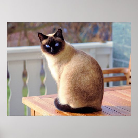 Mooie Siamese kat met blauwe ogen Poster (Voorkant)