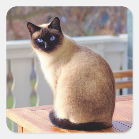 Mooie Siamese kat met blauwe ogen Vierkante Sticker (Voorkant)