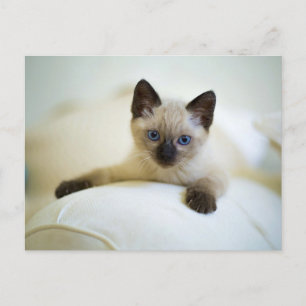Mooie Siamese Kitten Ansichtkaart Briefkaart