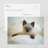 Mooie Siamese Kitten Ansichtkaart Briefkaart (Voorkant / Achterkant)
