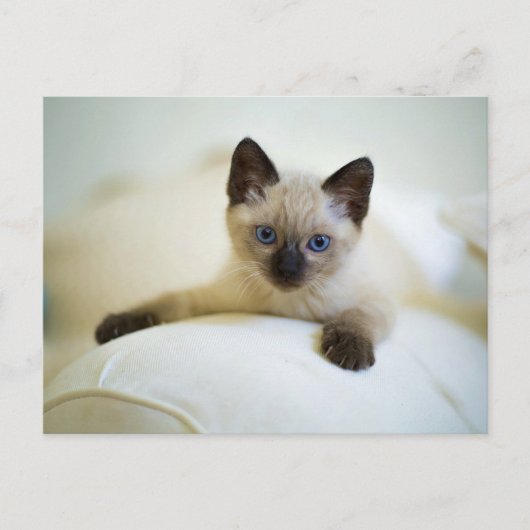 Mooie Siamese Kitten Ansichtkaart Briefkaart (Voorkant)