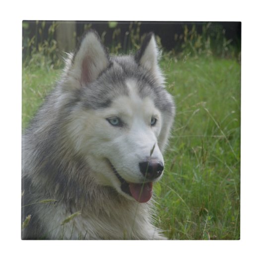 Mooie Siberian Husky Puppy Dog Tegeltje (Voorkant)