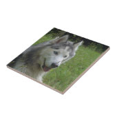 Mooie Siberian Husky Puppy Dog Tegeltje (Zijkant)