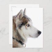 Mooie Siberische Husky in de sneeuw Briefkaart (Voorkant / Achterkant)