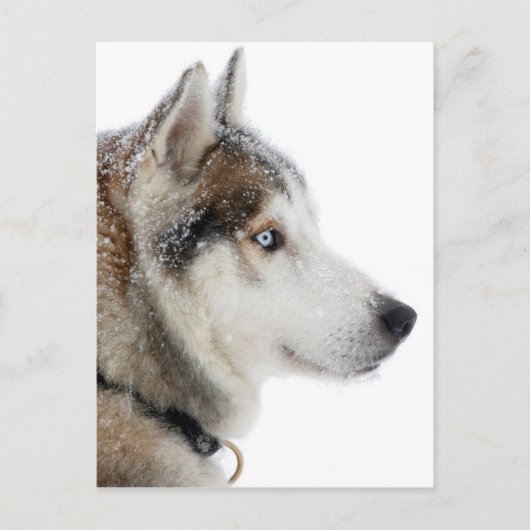 Mooie Siberische Husky in de sneeuw Briefkaart (Voorkant)